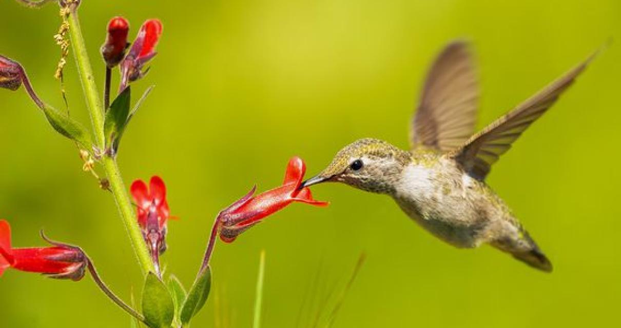 How to get started with Bee Cr