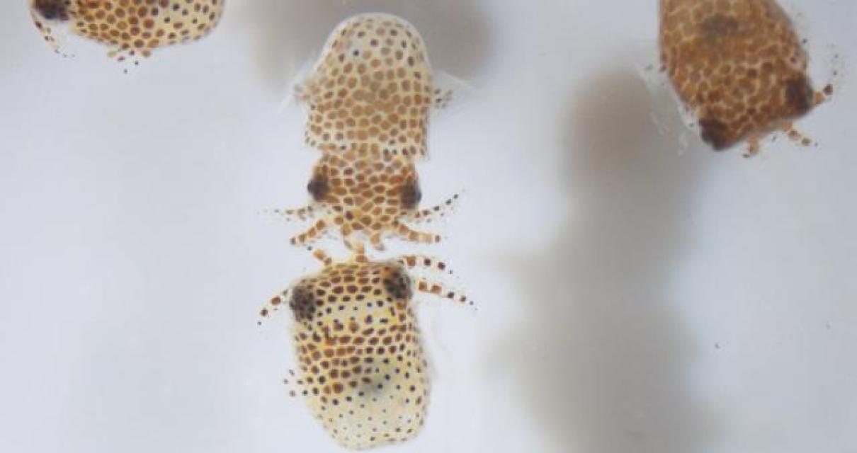 The University of Florida's Cr