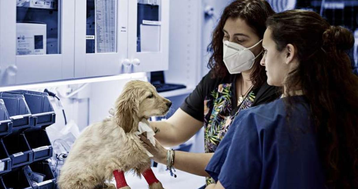 What is the University of Flor