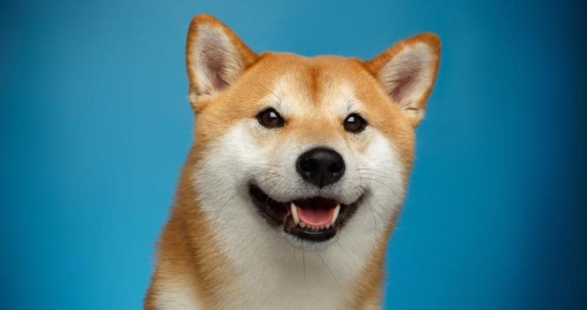 What is the Purpose of Shiba I