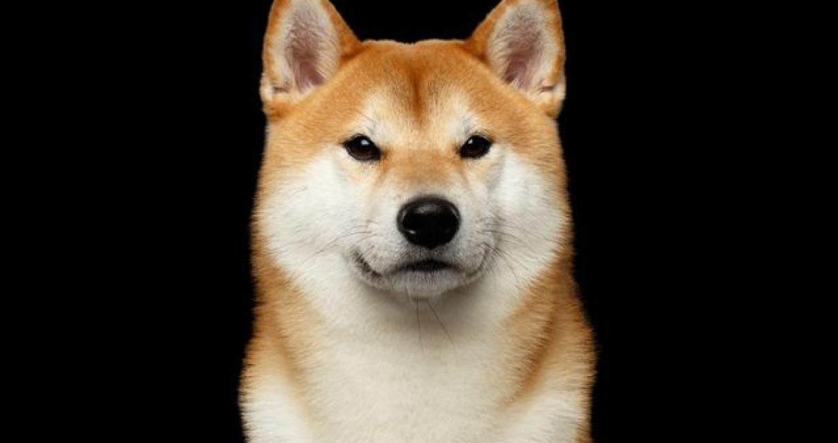 The Shiba Inu Blockchain – A B
